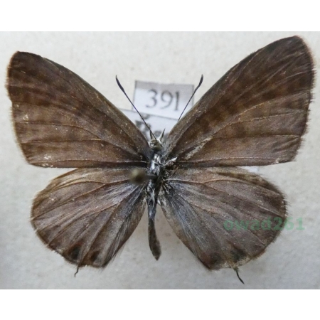 Leptotes pirithous (Linnaeus, 1767) Croatia39l